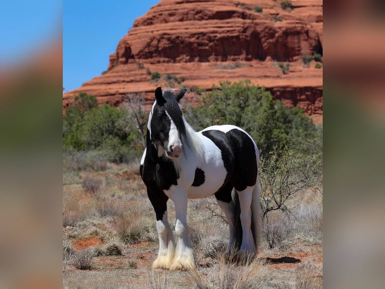 Gypsy Horse Mare 6 years 14,2 hh in Camp Verde, AZ