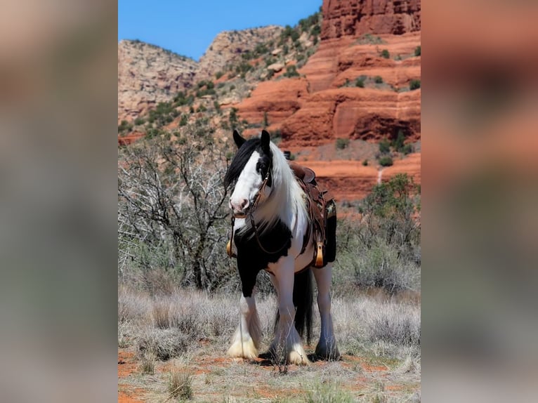 Gypsy Horse Mare 6 years 14,2 hh in Camp Verde, AZ