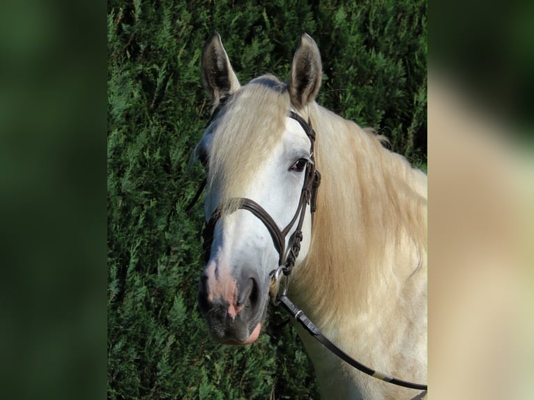 Gypsy Horse Mix Mare 6 years 15.1 hh Grey in Choczewo