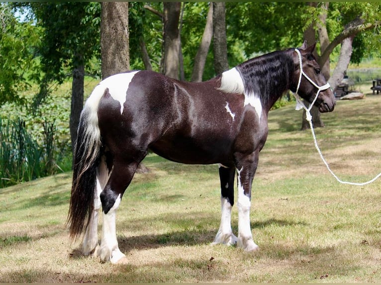 Gypsy Horse Mix Mare 6 years 15,1 hh in Wall, NJ