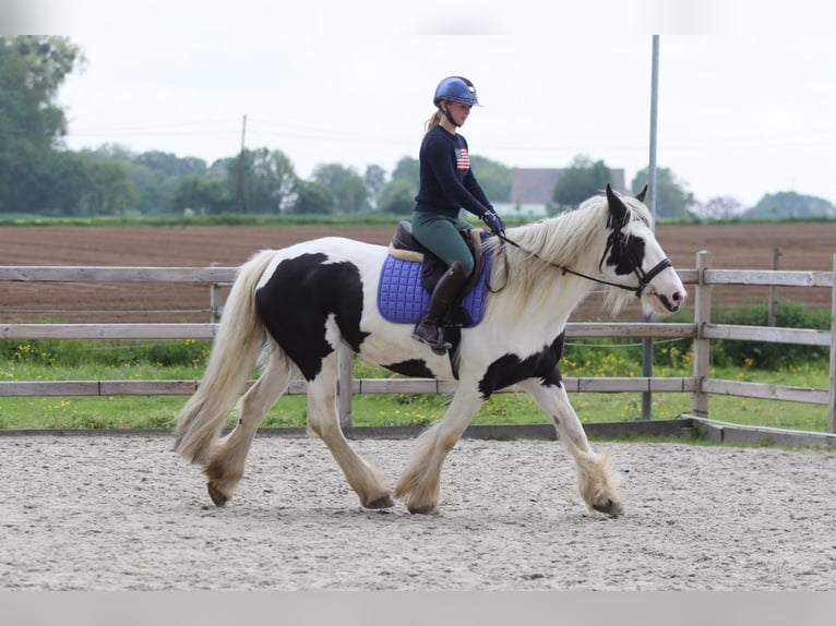 Gypsy Horse Mare 6 years 15.2 hh Pinto in Pepingen