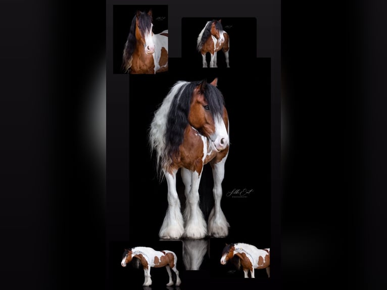 Gypsy Horse Mare 6 years 15 hh Pinto in Walzbachtal