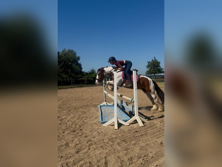 Gypsy Horse Mare 6 years 15 hh Pinto in Walzbachtal