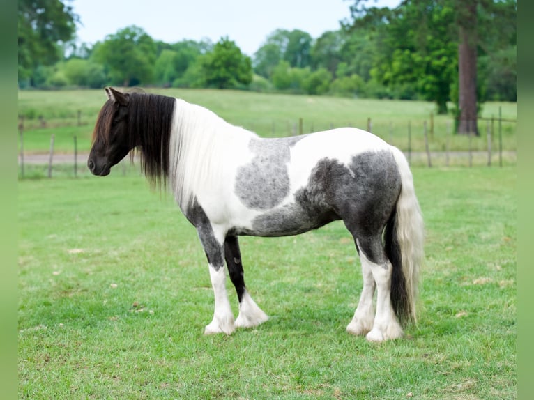 Gypsy Horse Mix Mare 6 years Pinto in Bloomburg