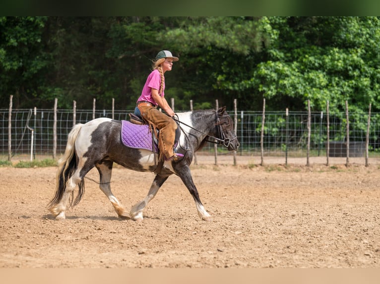 Gypsy Horse Mix Mare 6 years Pinto in Bloomburg