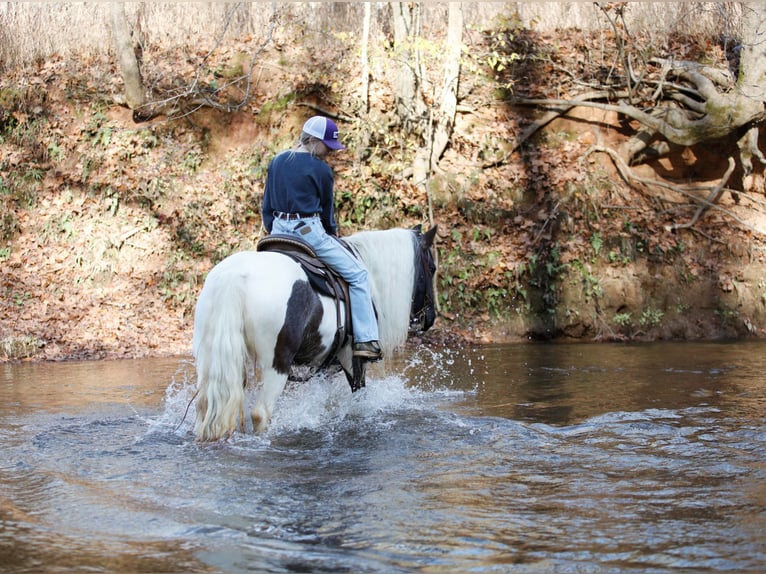 Gypsy Horse Mare 6 years Roan-Blue in Rutledge
