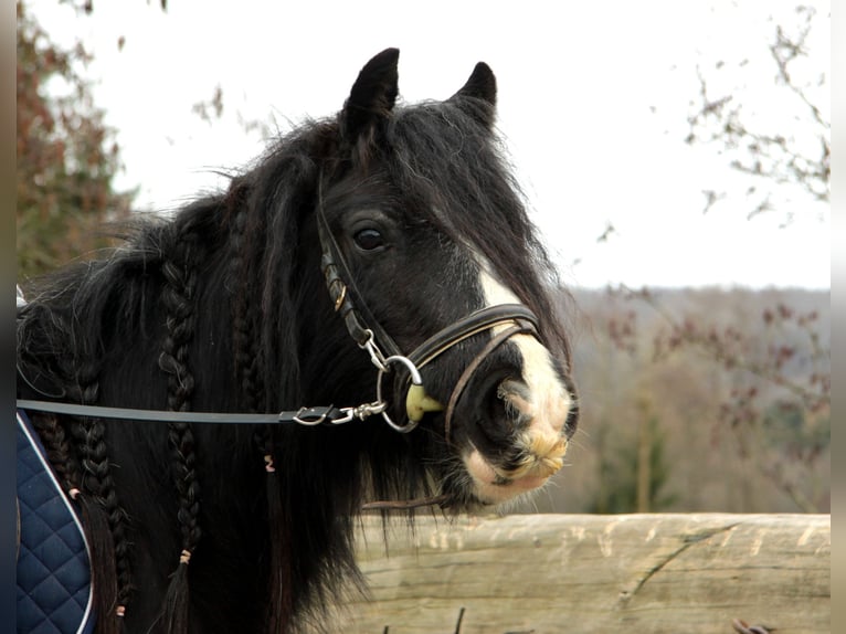 Gypsy Horse Mare 7 years 12,2 hh Black in Großalmerode