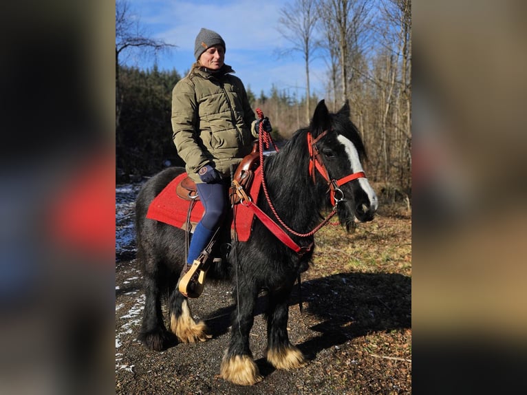 Gypsy Horse Mare 7 years 12,2 hh Black in Linkenbach