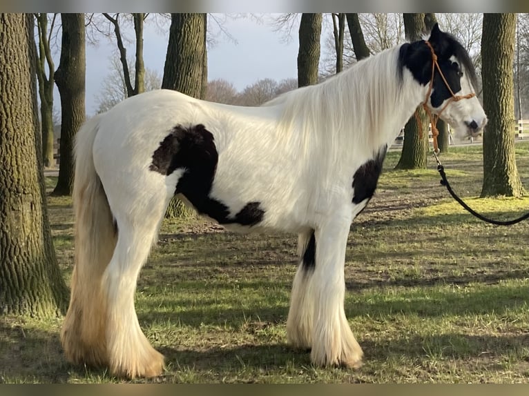 Gypsy Horse Mare 7 years 12,2 hh Pinto in Lathen