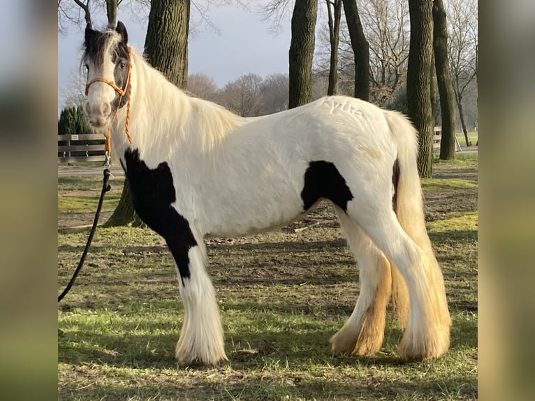 Gypsy Horse Mare 7 years 12,2 hh Pinto in Lathen