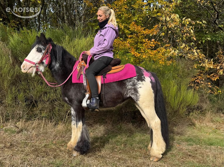 Gypsy Horse Mare 7 years 12.3 hh Pinto in Linkenbach