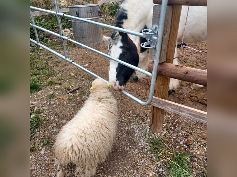 Gypsy Horse Mix Mare 7 years 12 hh Pinto in Wessobrunn