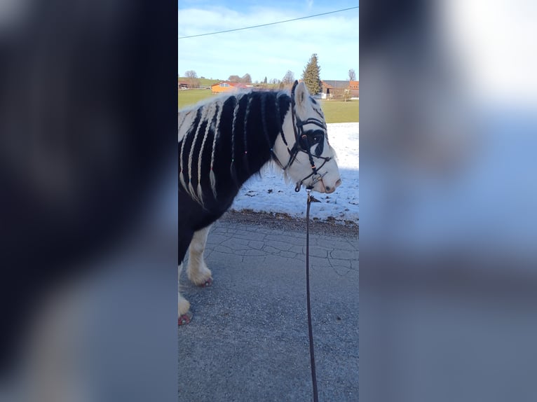 Gypsy Horse Mix Mare 7 years 12 hh Pinto in Wessobrunn