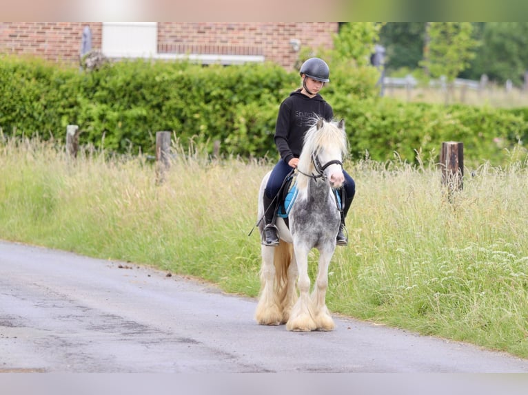 Gypsy Horse Mare 7 years 12 hh Roan-Blue in Bogaarden