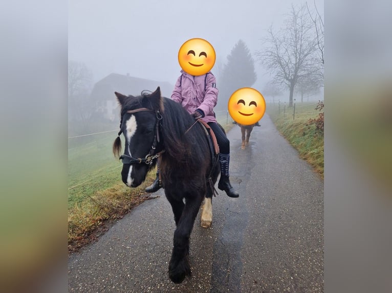 Gypsy Horse Mix Mare 7 years 12,2 hh Black in Freiamt