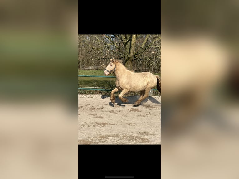 Gypsy Horse Mare 7 years 12,2 hh Champagne in Issum