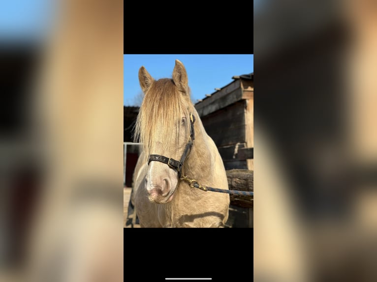 Gypsy Horse Mare 7 years 12,2 hh Champagne in Issum