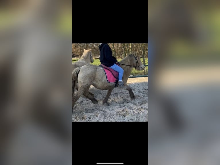 Gypsy Horse Mare 7 years 12,2 hh Champagne in Issum