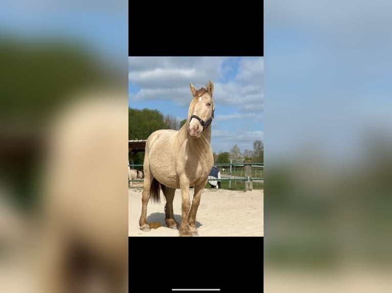 Gypsy Horse Mare 7 years 12,2 hh Champagne in Issum