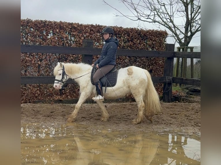 Gypsy Horse Mare 7 years 12,2 hh  in Daleiden