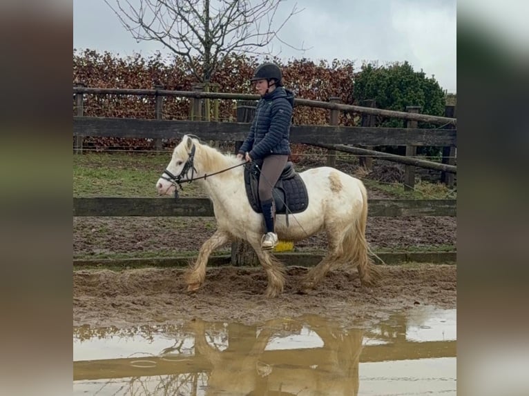 Gypsy Horse Mare 7 years 12,2 hh  in Daleiden
