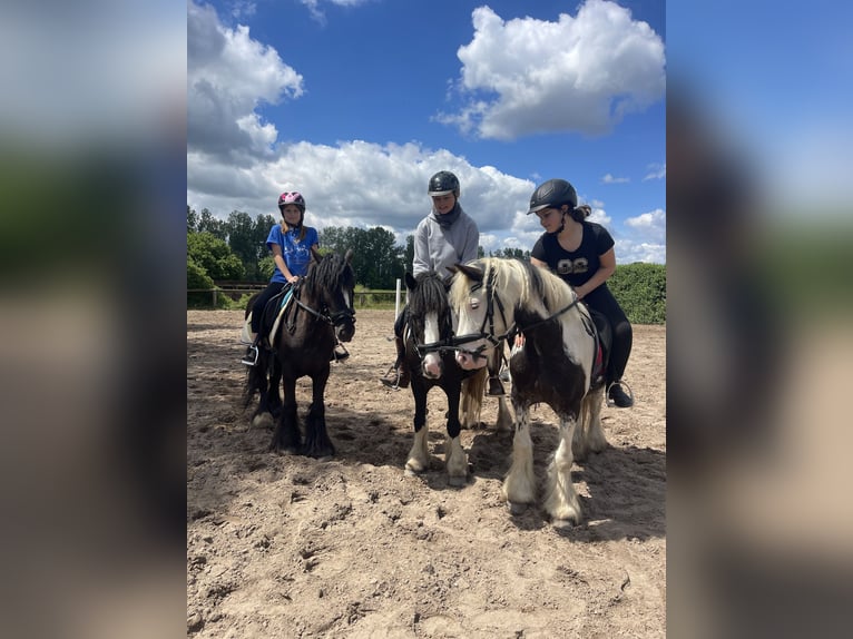 Gypsy Horse Mare 7 years 12,2 hh in Trebbin