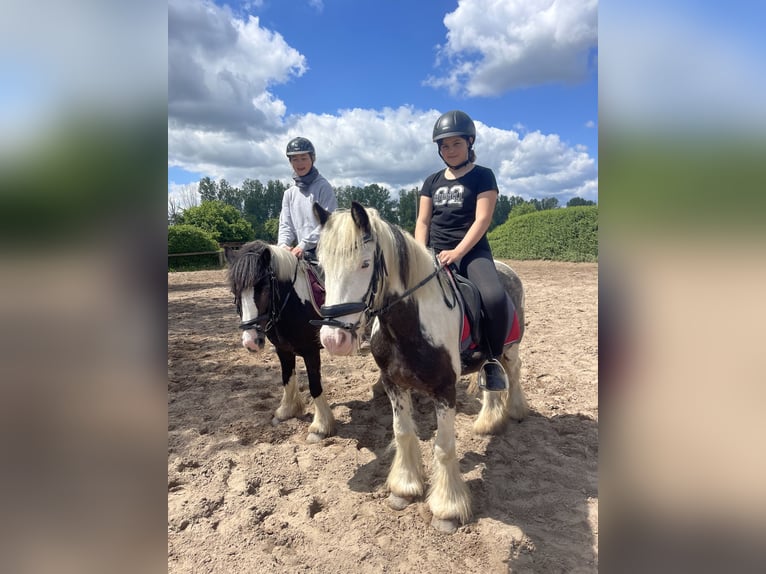 Gypsy Horse Mare 7 years 12,2 hh in Trebbin