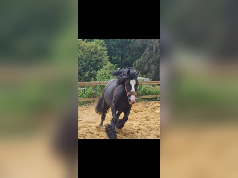 Gypsy Horse Mare 7 years 13,1 hh Black in Schweppenhausen