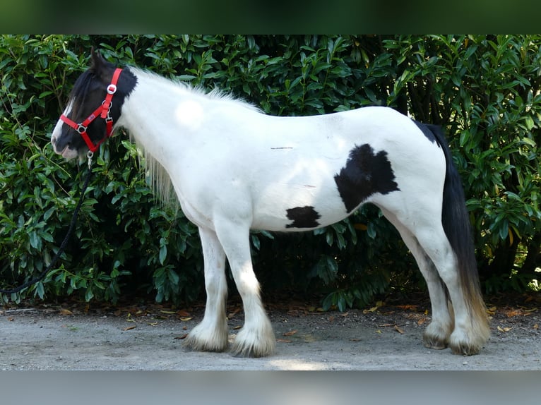 Gypsy Horse Mare 7 years 13,1 hh Pinto in Lathen