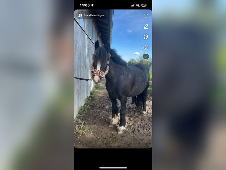 Gypsy Horse Mix Mare 7 years 13,2 hh Black in Oberhaching