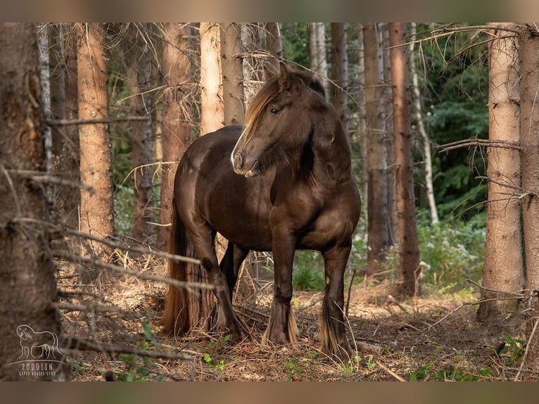 Gypsy Horse Mare 7 years 13,3 hh Brown in Pieszyce