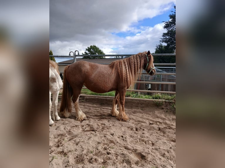 Gypsy Horse Mare 7 years 13,3 hh Chestnut-Red in Klecza   Wlen