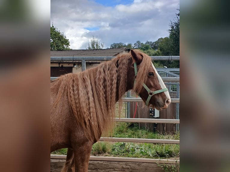 Gypsy Horse Mare 7 years 13,3 hh Chestnut-Red in Klecza   Wlen