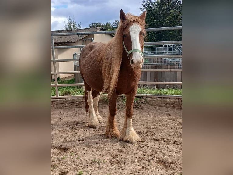 Gypsy Horse Mare 7 years 13,3 hh Chestnut-Red in Klecza   Wlen