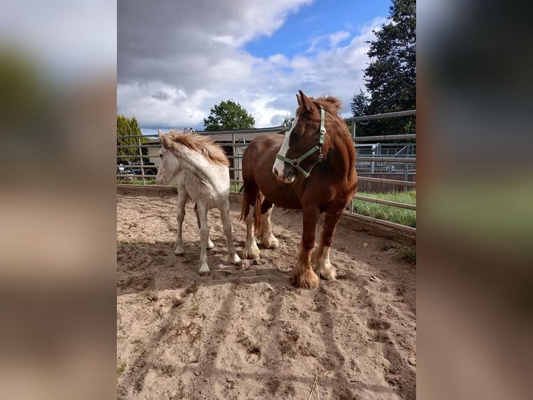 Gypsy Horse Mare 7 years 13,3 hh Chestnut-Red in Klecza   Wlen