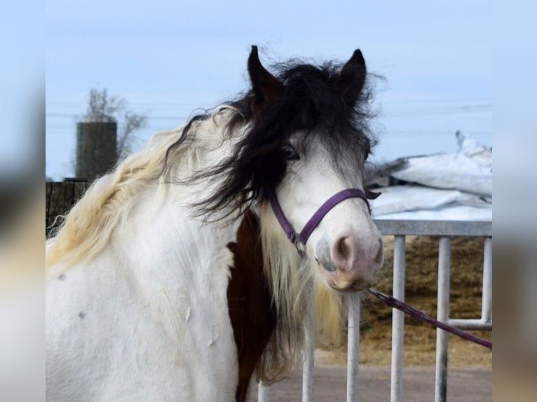 Gypsy Horse Mare 7 years 13.3 hh Pearl in Oldeholtwolde