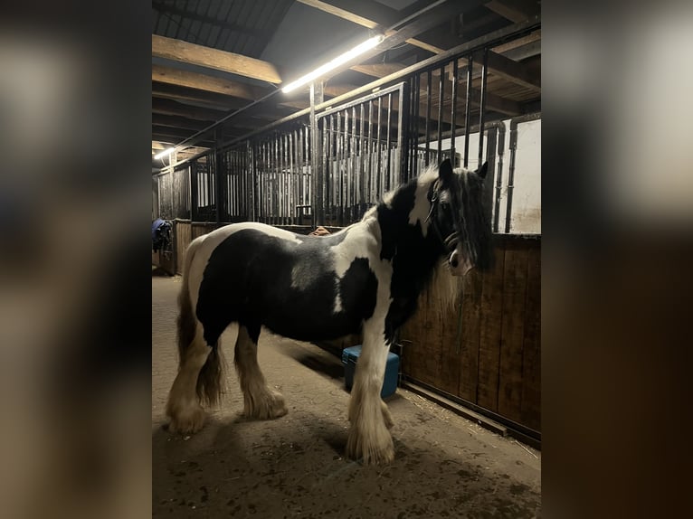 Gypsy Horse Mix Mare 7 years 13.3 hh Pinto in Wolfsburg