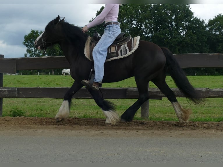 Gypsy Horse Mare 7 years 13,1 hh Black in Lathen
