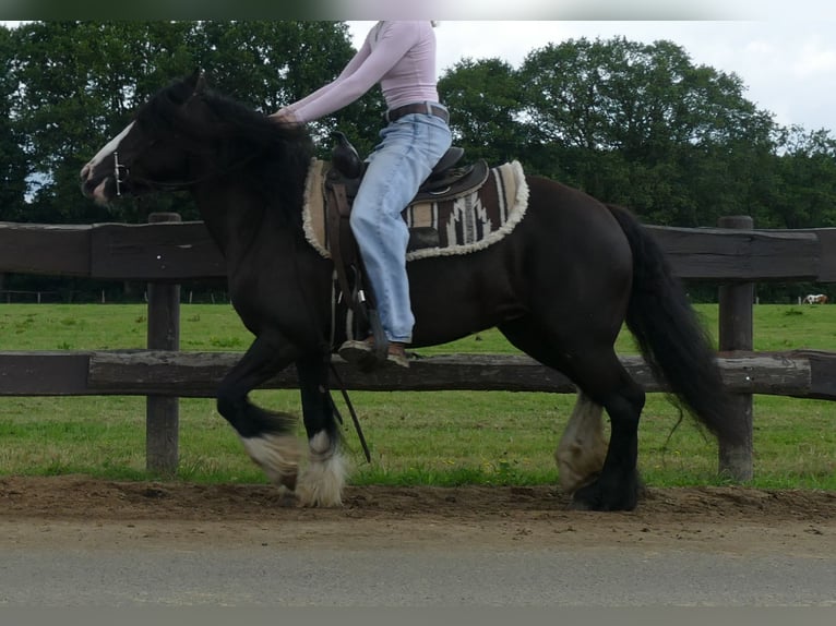 Gypsy Horse Mare 7 years 13,1 hh Black in Lathen