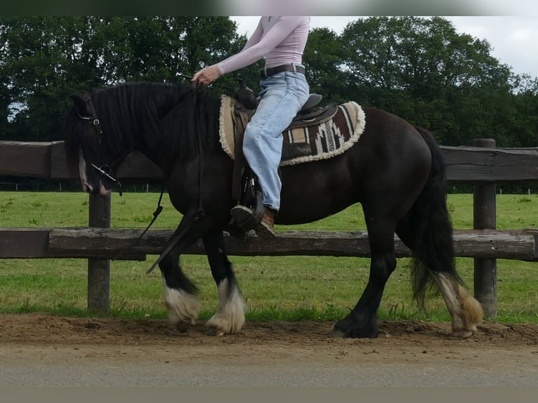 Gypsy Horse Mare 7 years 13,1 hh Black in Lathen