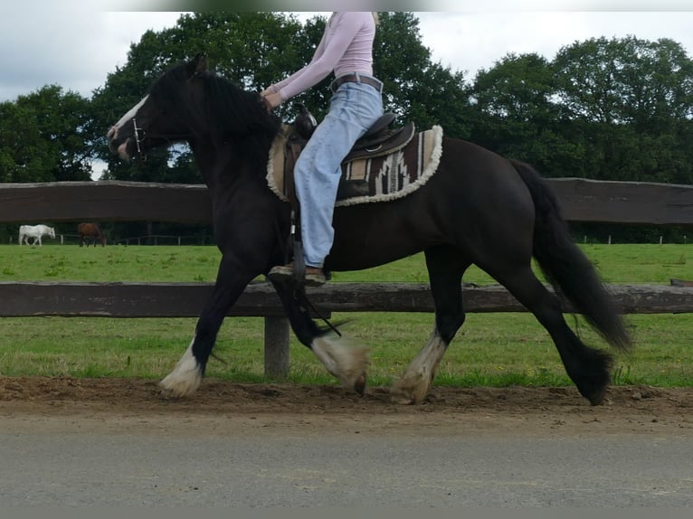 Gypsy Horse Mare 7 years 13,1 hh Black in Lathen