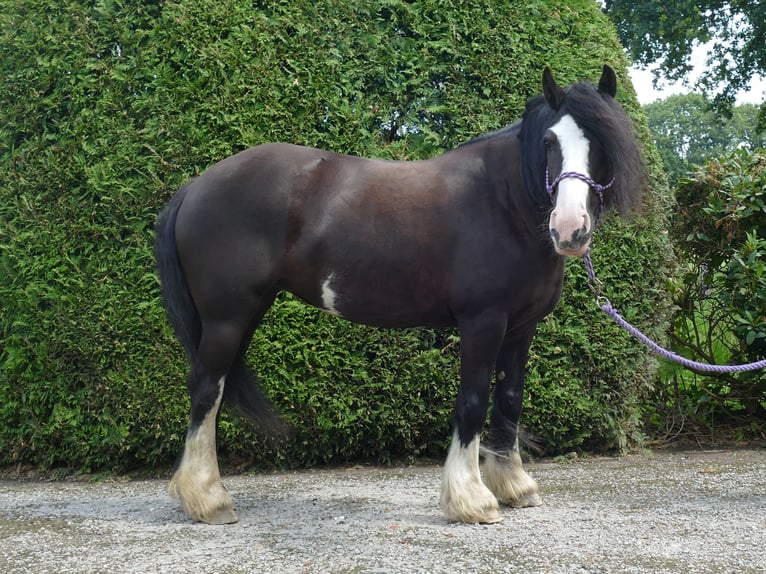 Gypsy Horse Mare 7 years 13,1 hh Black in Lathen