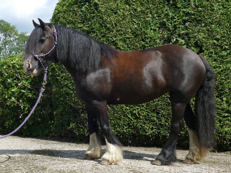 Gypsy Horse Mare 7 years 13,1 hh Black in Lathen