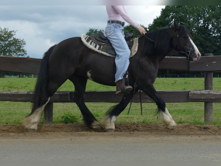 Gypsy Horse Mare 7 years 13,1 hh Black in Lathen