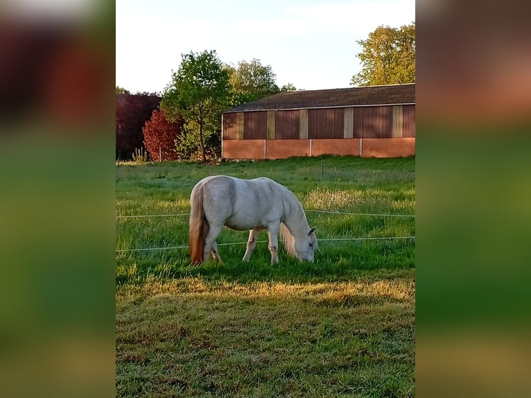 Gypsy Horse Mare 7 years 13,1 hh Gray-Fleabitten in Varrel