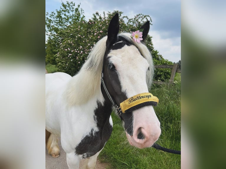 Gypsy Horse Mare 7 years 13,2 hh Pinto in Z&#xFC;lpichZ&#xFC;lpich