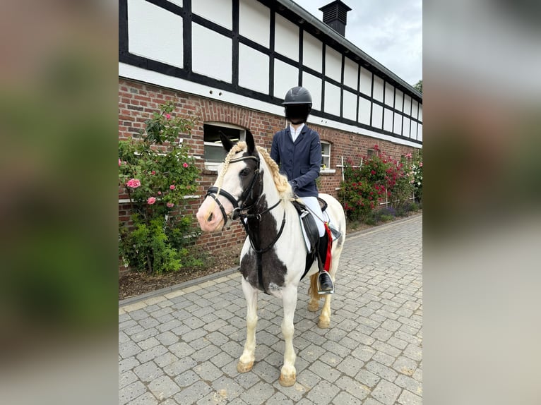 Gypsy Horse Mare 7 years 13,2 hh Pinto in Z&#xFC;lpichZ&#xFC;lpich