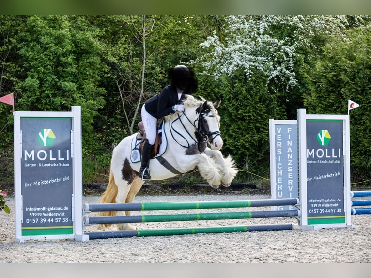 Gypsy Horse Mare 7 years 13,2 hh Pinto in Z&#xFC;lpichZ&#xFC;lpich