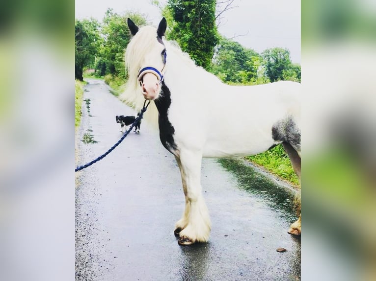 Gypsy Horse Mare 7 years 13,2 hh Pinto in Z&#xFC;lpichZ&#xFC;lpich