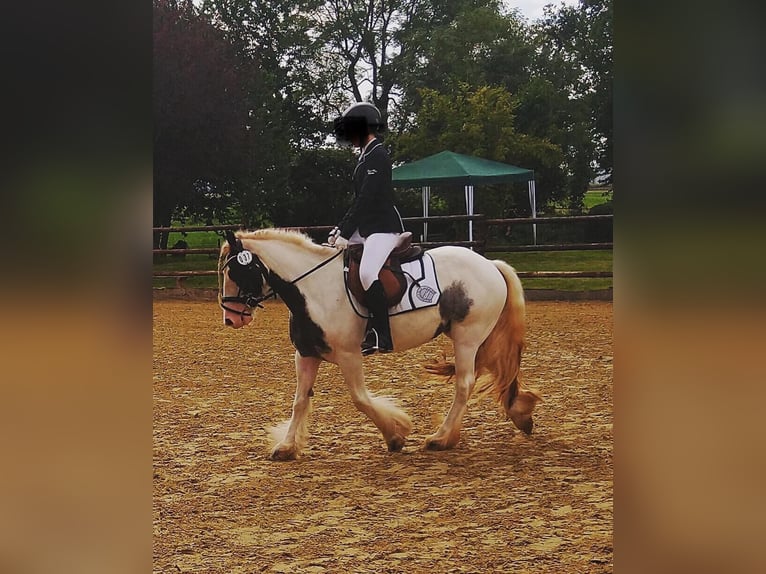 Gypsy Horse Mare 7 years 13,2 hh Pinto in Z&#xFC;lpichZ&#xFC;lpich
